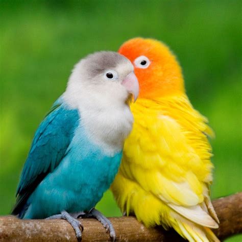 beautiful love birds photos|lovebird with white background.